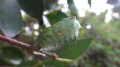 Griseothosea fasciata