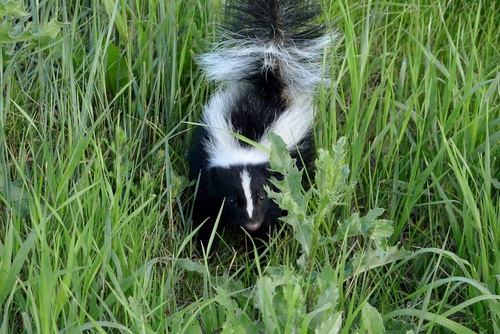 Skunk