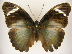 Euphaedra preussi preussi