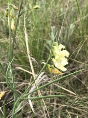 Lathyrus pannonicus