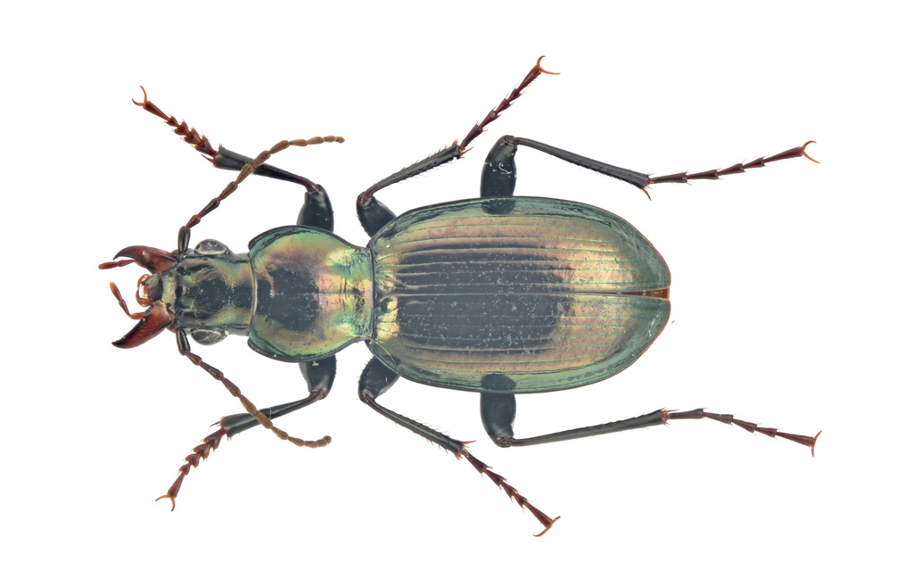 Straneostichus ovipennis