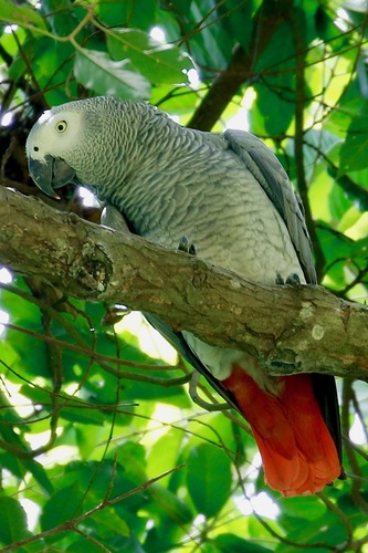Gray Parrot