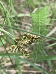Anthoxanthum repens