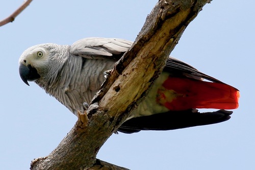 Gray Parrot
