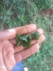 Talinum portulacifolium image