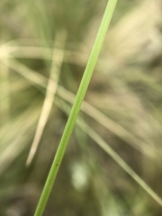 Stipa tirsa
