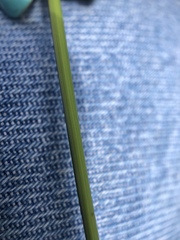 Stipa tirsa