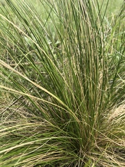 Stipa tirsa