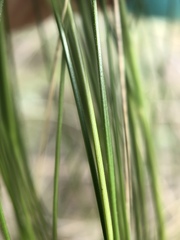 Stipa tirsa