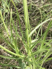 Pseudopodospermum molle