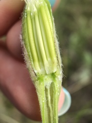 Pseudopodospermum molle