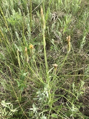 Pseudopodospermum molle