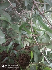 Gloriosa superba