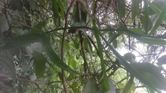Gloriosa superba