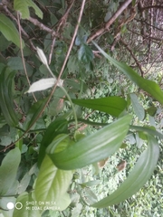 Gloriosa superba