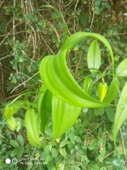 Gloriosa superba
