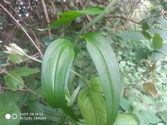 Gloriosa superba