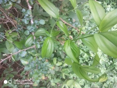 Gloriosa superba