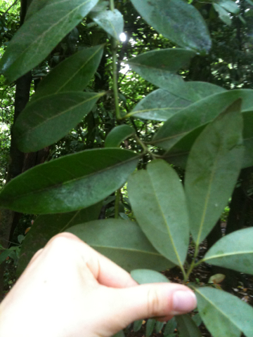 Umbellularia californica