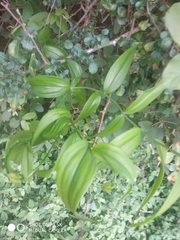 Gloriosa superba