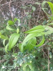 Gloriosa superba