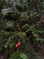 Cassinopsis madagascariensis