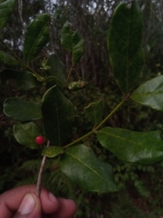 Cassinopsis madagascariensis