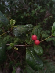 Cassinopsis madagascariensis