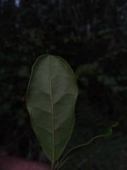 Cassinopsis madagascariensis