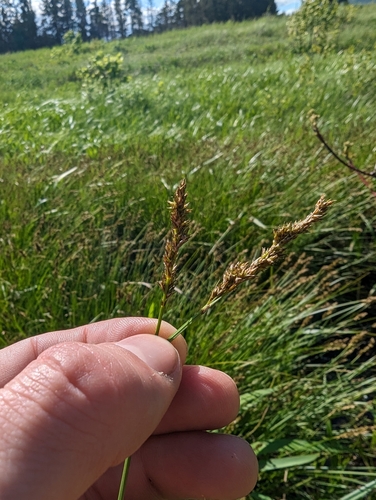 Lesser panicled sedge (Carex diandra)