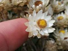 Achyranthemum argenteum