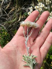 Achyranthemum argenteum