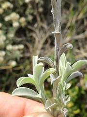 Achyranthemum argenteum