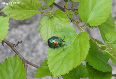 Poecilocoris splendidulus