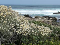 Achyranthemum argenteum