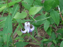 Clematis crispa