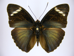Euphaedra preussi preussi