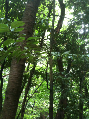 Umbellularia californica