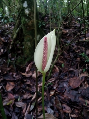 Foto de Antúrio