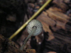 Hydropus nigrita