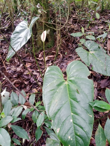 Foto de Antúrio