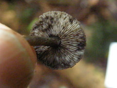 Hydropus nigrita