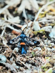 Synanthedon myopaeformis