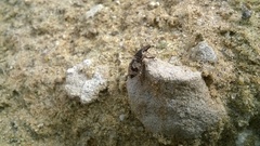 Bothynoderes affinis