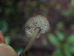 Hydropus nigrita