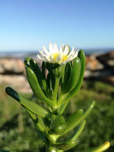 Poecilolepis ficoidea · iNaturalist