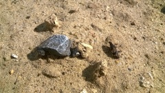 Bothynoderes affinis