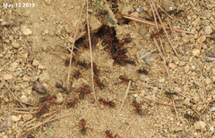Camponotus atrox