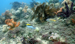Chromis nitida