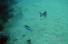 Chromis nitida